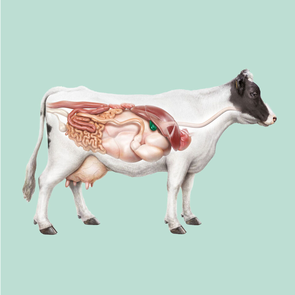 Berg+Schmidt Animal Nutrition / Ruminants